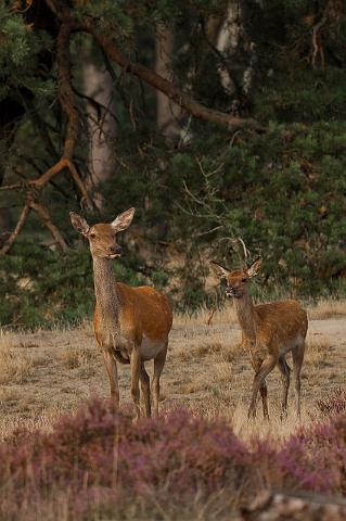 20 Hoge Veluwe, edelherten.jpg